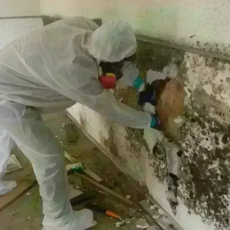 Mold Remediation and Removal in Columbus, MS